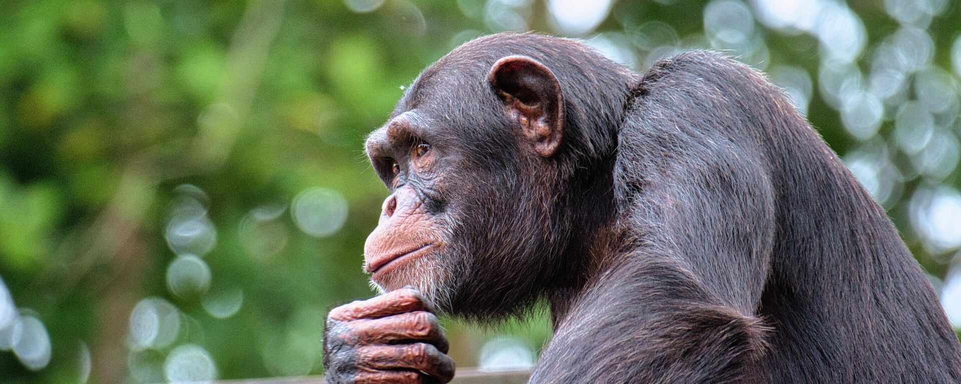 Un chimpancé, imagen referencial - Sputnik Mundo, 1920, 25.01.2022