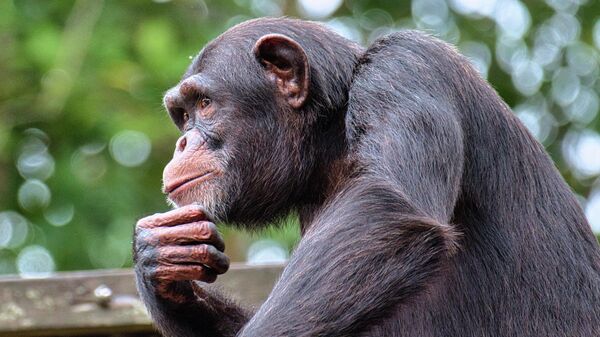 Un chimpancé, imagen referencial - Sputnik Mundo