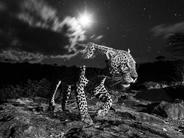 Una foto en blanco y negro de un leopardo,  tomada por el británico William Burrard-Lucas, ganó en la categoría Mundo vivo. - Sputnik Mundo