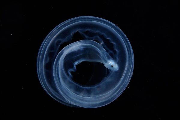 Esta obra del chino Zhiyue Shi muestra a un insólito animal marino. - Sputnik Mundo