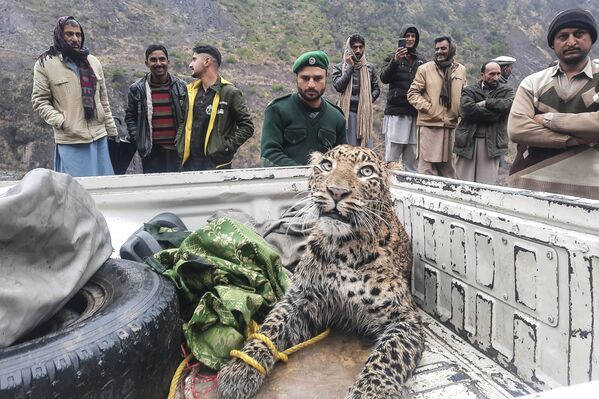 Un leopardo herido es rescatado por miembros del Departamento de Conservación del Territorio de Azad Cachemira, en Pakistán. - Sputnik Mundo