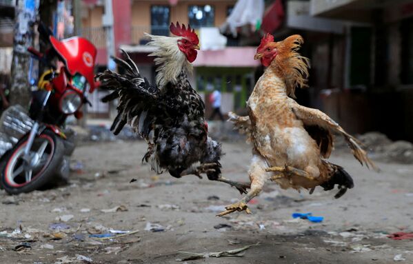 Unos gallos se pelean en una calle en la ciudad de Nairobi (Kenia). - Sputnik Mundo