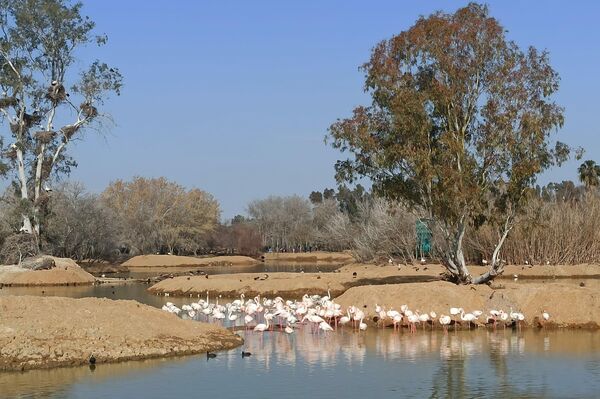 Humedal de Cañada de los Pájaros en el Parque Nacional de Doñana - Sputnik Mundo
