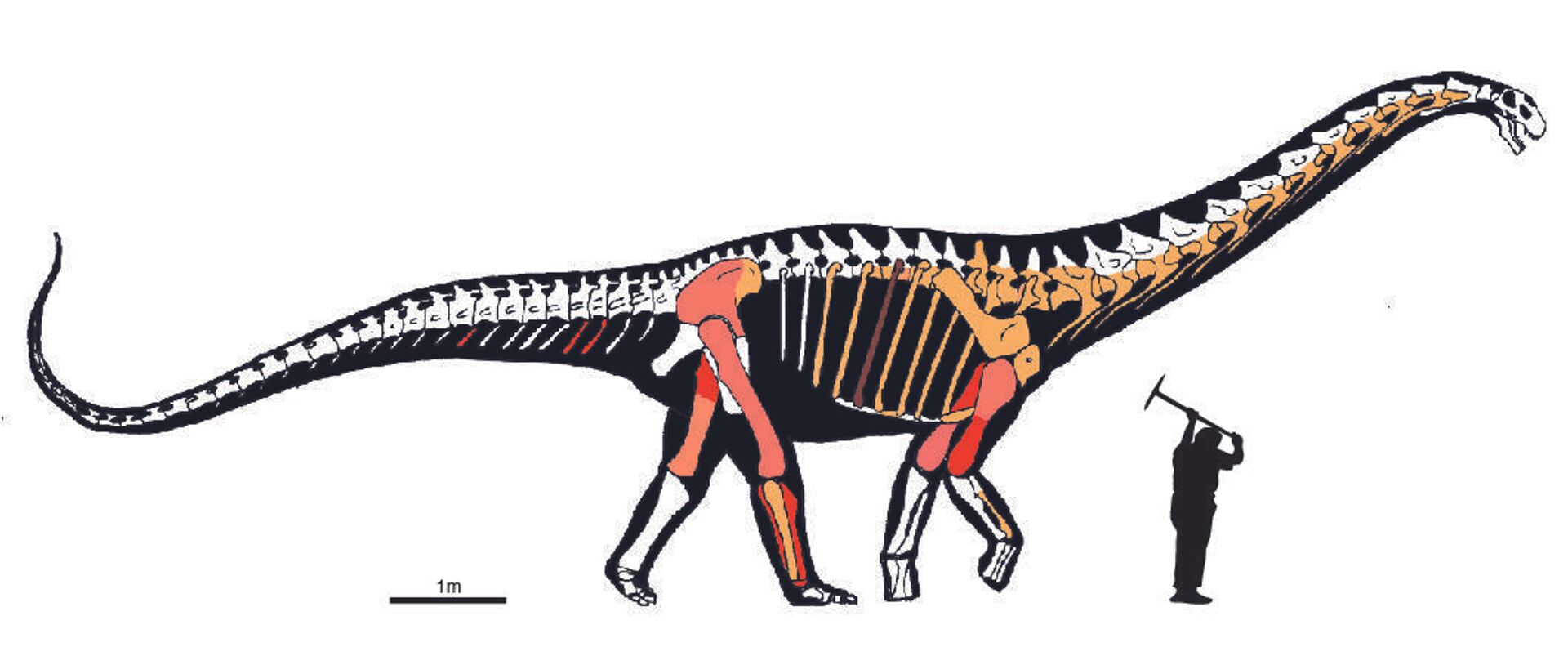 Huesos hallados del 'Abditosaurus kuehnei' en el yacimiento de Orcau-1 (Lleida) - Sputnik Mundo, 1920, 08.02.2022