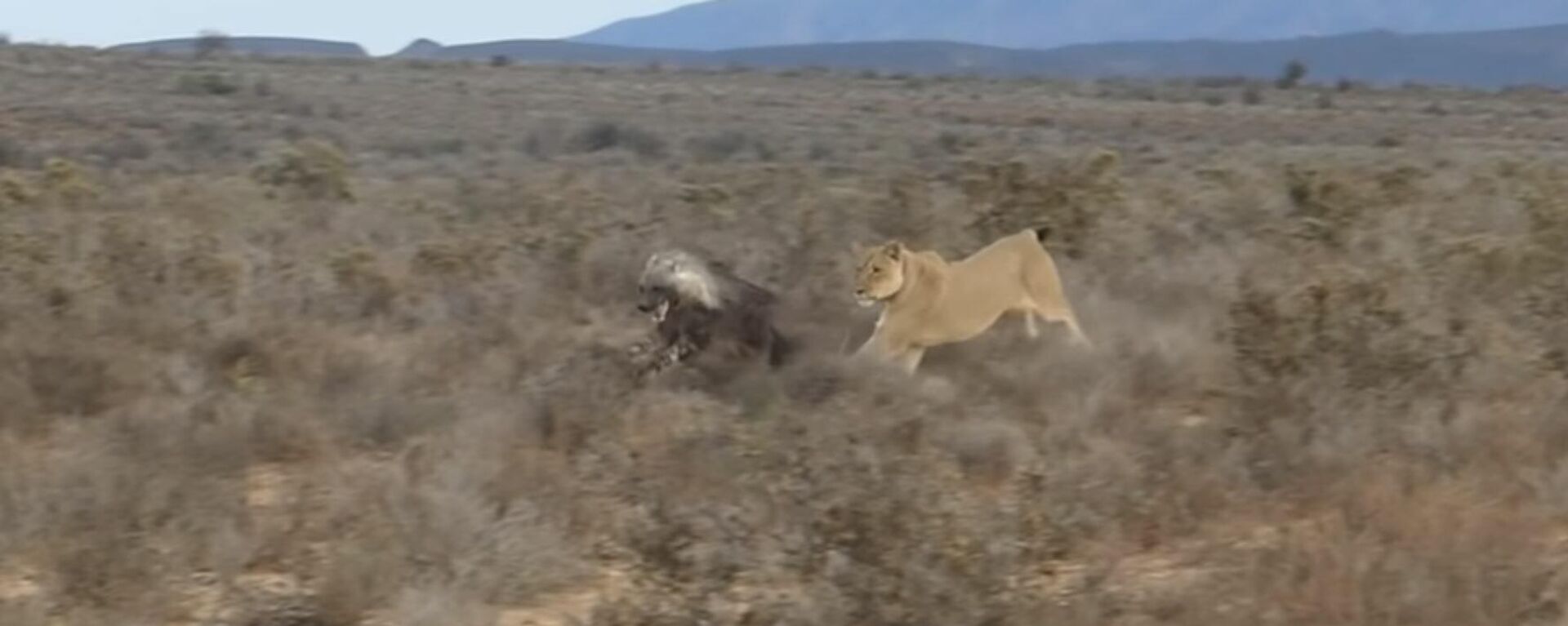 Una leona persigue a una hiena parda - Sputnik Mundo, 1920, 11.02.2022
