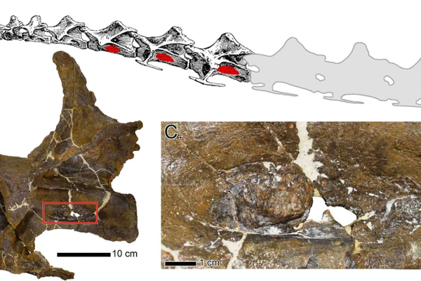 Las protuberancias óseas provocadas por sacos de aire halladas en las vértebras cervicales del dinosaurio - Sputnik Mundo