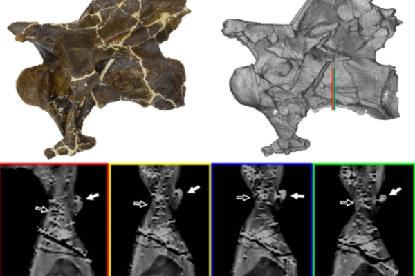 Las protuberancias óseas provocadas por sacos de aire halladas en las vértebras cervicales del dinosaurio - Sputnik Mundo