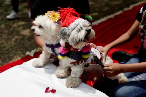 El lunes 14 de febrero varios perritos llegaron acompañados de sus dueños al concurso MatriCan que se celebró en Lima. - Sputnik Mundo