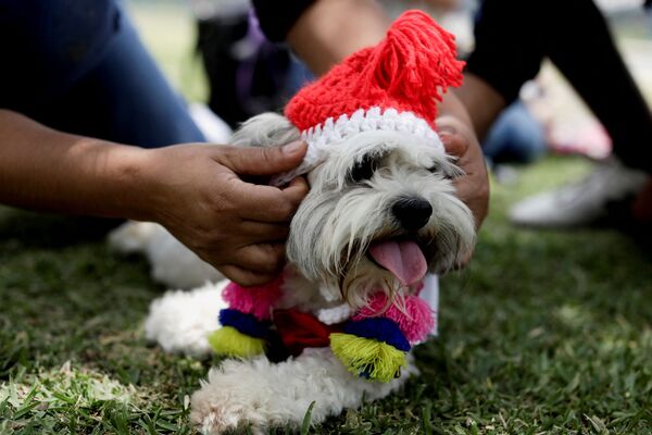 Las bodas masivas con perros se han convertido en una tradición popular en Perú. De este modo, los organizadores buscan aumentar la responsabilidad de los propietarios de animales domésticos. - Sputnik Mundo