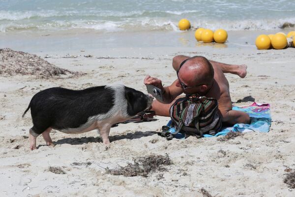 Es probable que los funcionarios se hayan inspirado en otra isla desierta de las Bahamas para convertirla en una atracción turística, pero estos simpáticos animales no le temen a los humanos y disfrutan del sol y el agua en la playa del oeste de la isla. En la foto: Un hombre toma una foto de un cerdo vietnamita en la playa de Pig Beach. - Sputnik Mundo