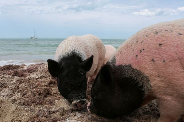 Dos cerdos vietnamitas en Pig Beach, en la ciudad de Progreso, en el estado de Yucatán, México. - Sputnik Mundo