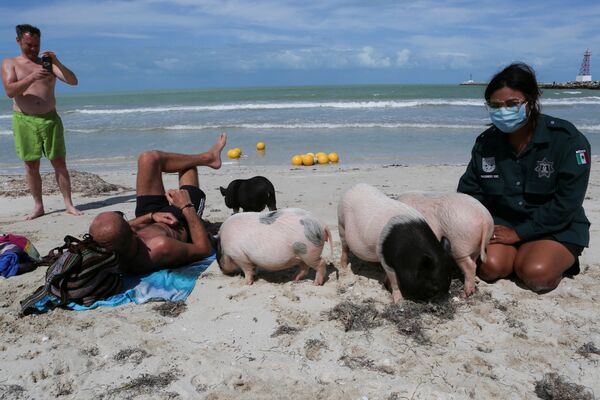 Estos simpáticos cerdos, abandonados por sus anteriores dueños, fueron rescatados por las autoridades municipales. En la foto: una oficial de policía con los cerdos vietnamitas en Pig Beach. - Sputnik Mundo