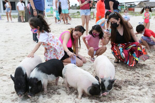Los cerdos vietnamitas disfrutan de esta playa, y juegan con los turistas. - Sputnik Mundo