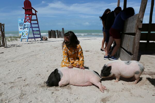 Una niña juega junto a dos cerdos vietnamitas en Pig Beach, en Progreso. - Sputnik Mundo