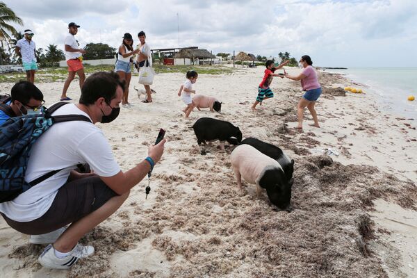 Un turista toma fotos de varios cerdos vietnamitas en la playa Pig Beach de Progreso en el estado de Yucatán, México. - Sputnik Mundo