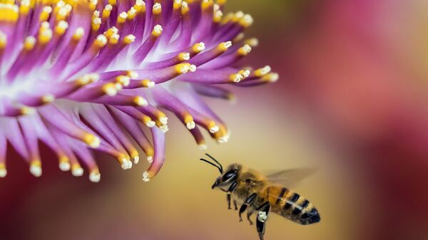 Imagen de una abeja - Sputnik Mundo