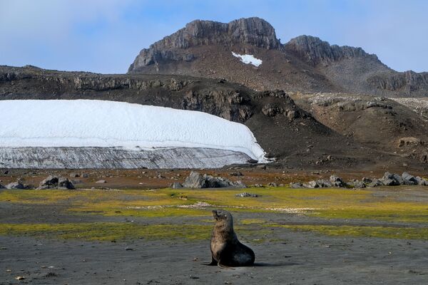 Además, la isla King-George cuenta con una abundante flora y fauna. En la foto: una foca en la orilla de la bahía de Bigov, cerca de la estación de Bellingshausen, en la Antártida. - Sputnik Mundo