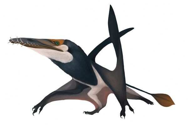 Dearc sgiathanach, el reptil volador o pterosaurio del periodo Jurásico. - Sputnik Mundo