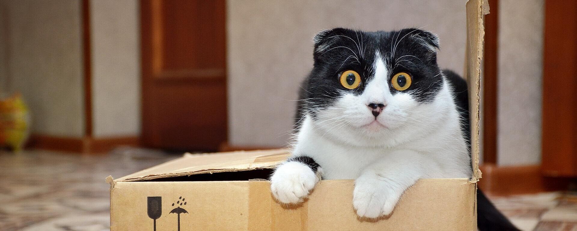 Un gato en una caja - Sputnik Mundo, 1920, 01.03.2022