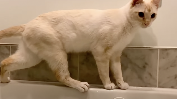 Gato camina por el borde de una bañera - Sputnik Mundo