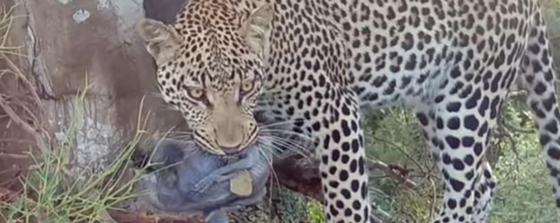 Un leopardo secuestra al polluelo del nido de unos cálaos | Video - Sputnik Mundo, 1920, 12.03.2022