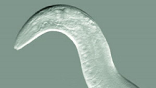 Los gusanos Caenorhabditis elegans, competidores y presas de los Pristionchus pacificus - Sputnik Mundo