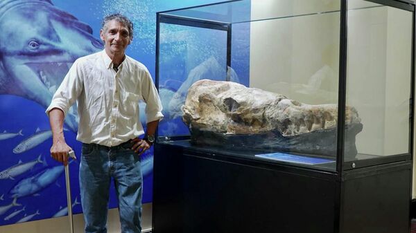 Cráneo de ballena primitiva hallado en Perú - Sputnik Mundo