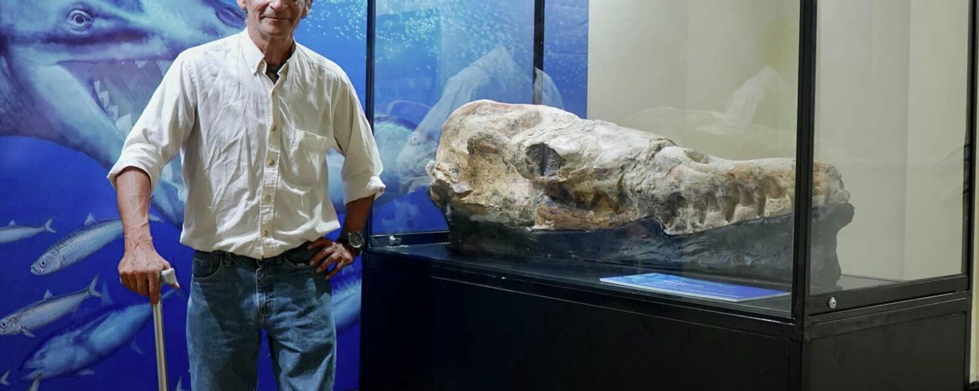 Cráneo de ballena primitiva hallado en Perú - Sputnik Mundo, 1920, 18.03.2022