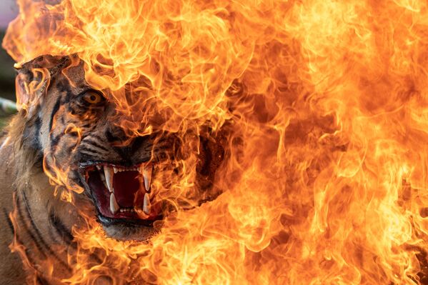 La quema de un tigre de Sumatra disecado confiscado por el Consejo de Defensa de los Recursos Naturales en Palembang, Indonesia. - Sputnik Mundo