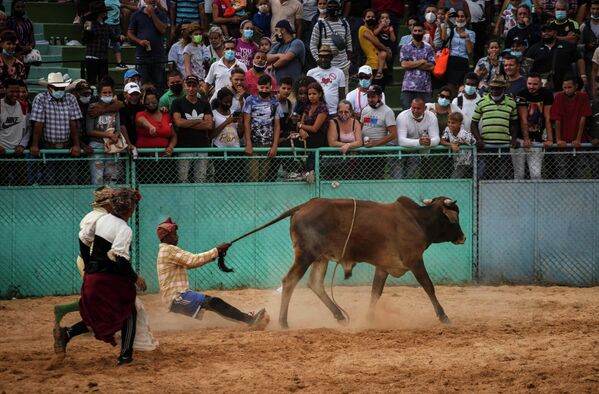 Payasos de rodeo intentan distraer a un toro tras la caída de un jinete durante la competición realizada en el marco de la Feria Internacional Agroindustrial, Fiagrop 2022, en La Habana. - Sputnik Mundo