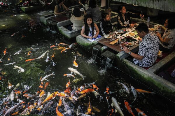 Los clientes de un restaurante de mariscos en la provincia de Chiang Mai, Tailandia, observan a varios tipos de peces nadando a pocos centímetros de ellos. - Sputnik Mundo