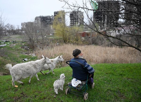Un hombre pastea a sus cabras en las afueras del distrito de Levoberezhni en la ciudad de Mariúpol. - Sputnik Mundo