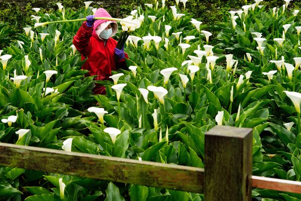 Una agricultora recoge flores de lirio de arum en el Parque Nacional de Yangmingshan, en Taipéi. - Sputnik Mundo