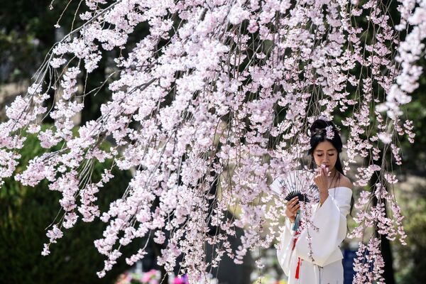 Una mujer posa para las fotos delante de un árbol de cerezo en flor en el Cementerio Nacional de Seúl. - Sputnik Mundo