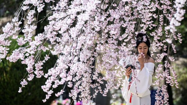 Женщина позирует для фотографий перед цветущим вишневым деревом на Сеульском национальном кладбище - Sputnik Mundo
