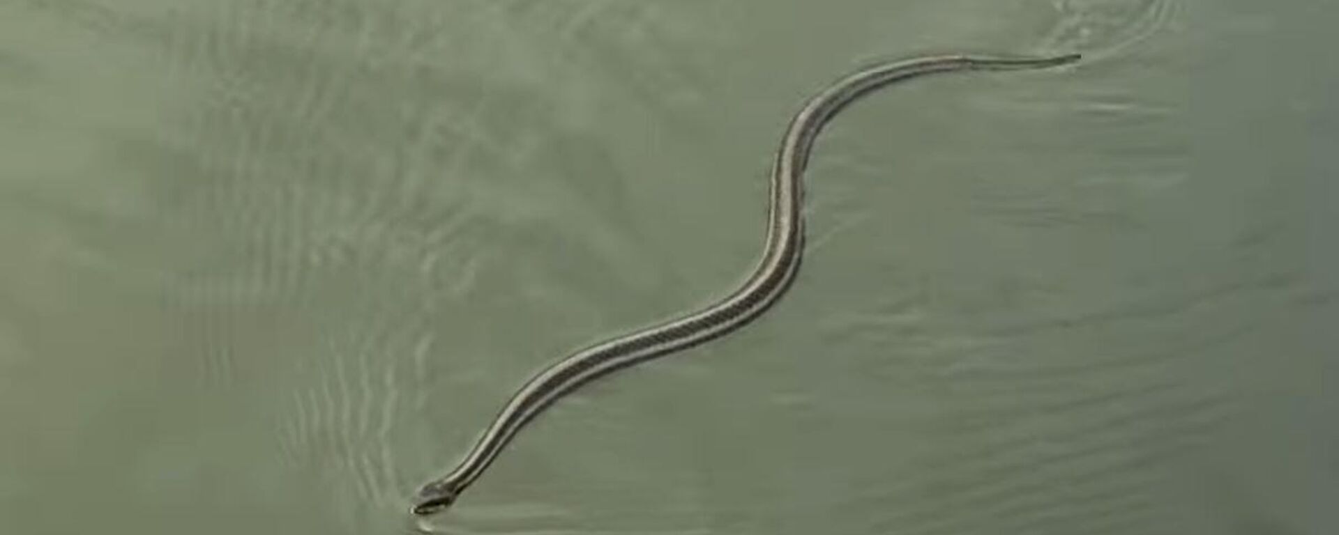 Una serpiente instantes antes de ser atacada por un aligator - Sputnik Mundo, 1920, 21.04.2022