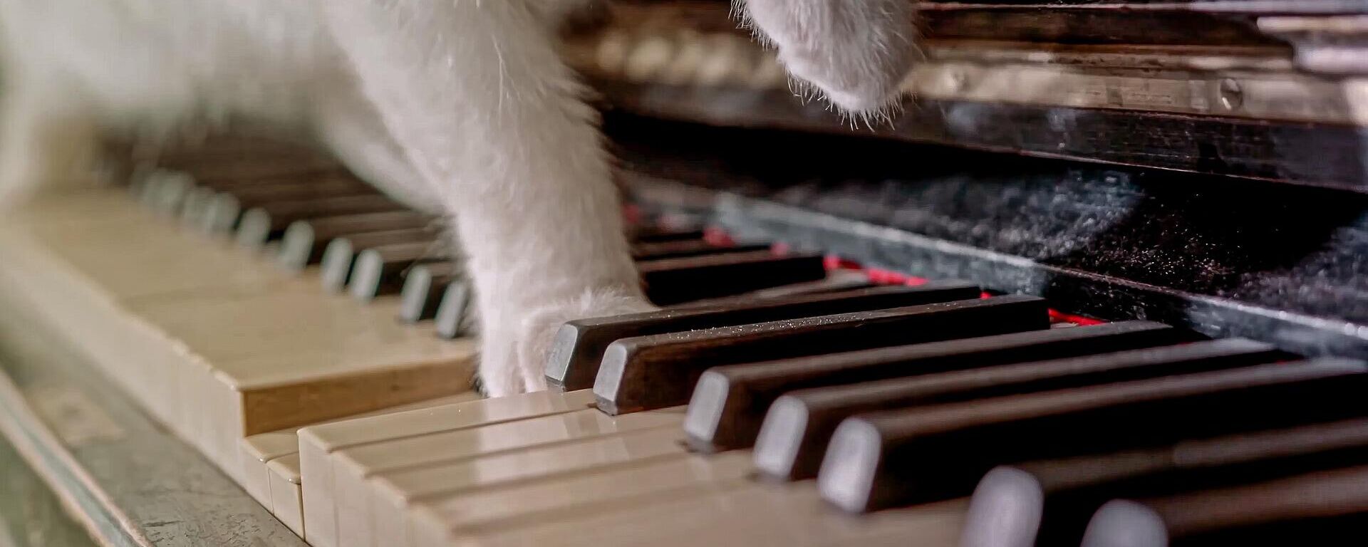 Gato tocando un piano - Sputnik Mundo, 1920, 27.04.2022