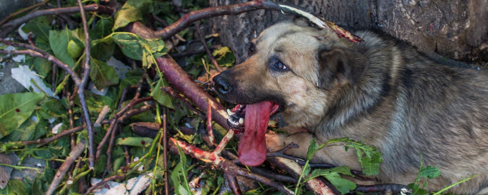 Un perro herido en un patio de Cherevkovka, en la región de Donetsk - Sputnik Mundo, 1920, 10.04.2022