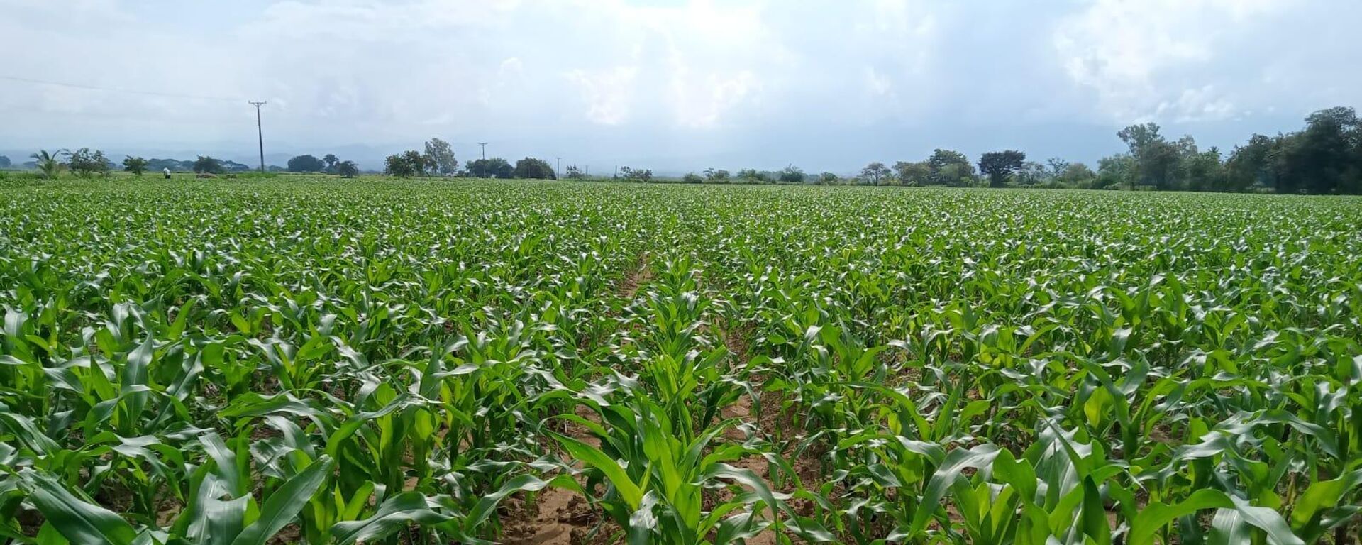 Cultivos de maíz en Colombia, los más afectados por la escasez de fertilizantes - Sputnik Mundo, 1920, 14.12.2022