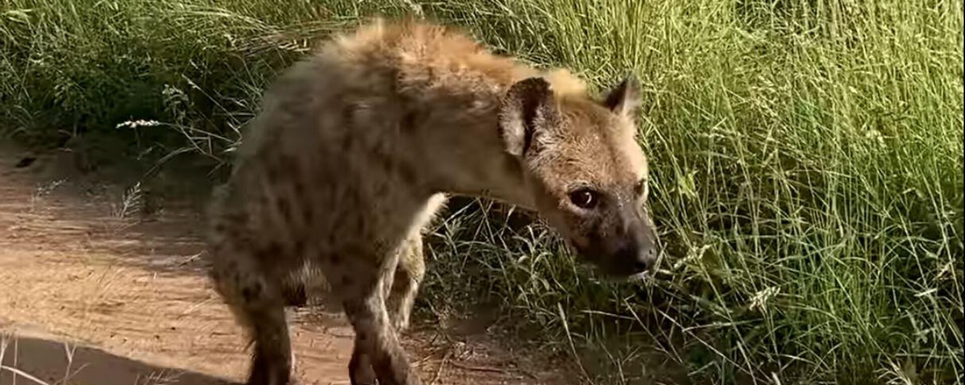Una hiena con las patas traseras paralizadas - Sputnik Mundo, 1920, 06.05.2022