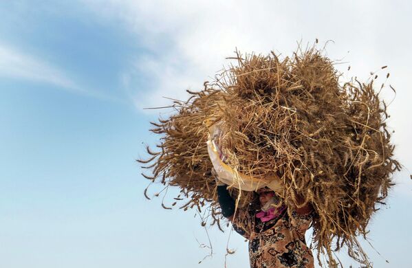 Un campesino durante la cosecha de trigo en una granja de la provincia de al-Sharqia, Egipto. - Sputnik Mundo