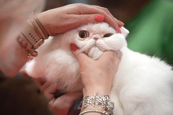 Una árbitra examina un gato en la Exposición Internacional Felina de Sofiscat, en Bucarest, Rumanía. - Sputnik Mundo
