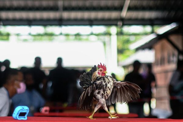La localidad de Kampung Jenjarom, situada en el estado de Selangor en el oeste de Malasia, celebró un inusual concurso de belleza. Los participantes eran miembros de una raza local de pollos en miniatura, denominada serama. - Sputnik Mundo