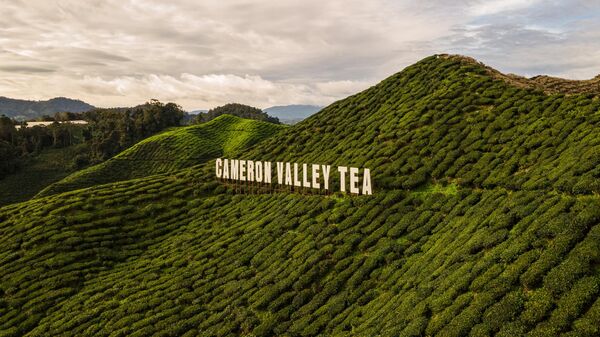 Plantación de té de Cameron Bharat en Malasia - Sputnik Mundo