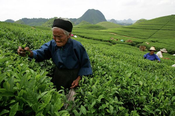 China, mayor productor mundial de té, exporta principalmente el té verde (83%).En la foto: recolectores de té en una plantación en la provincia china de Guizhou. - Sputnik Mundo