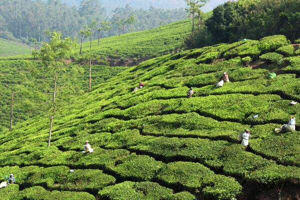 Los habitantes de la India consumen 837.000 toneladas de té al año. Este país es el segundo productor de té después de China, y la producción y el consumo de té en el país es tres veces mayor que el consumo de café. Los tés más populares de la India son los negros.En la foto: cosecha de té en la provincia india de Kerala. - Sputnik Mundo