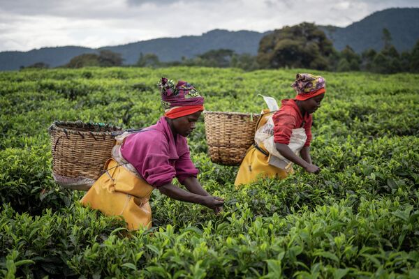 Ruanda se dedicó a la producción de té a mediados del siglo XX con la ayuda de los belgas. En la actualidad, Ruanda cuenta con 4.000 hectáreas de plantaciones de té.En la foto: recolectoras de té ruandesas. - Sputnik Mundo