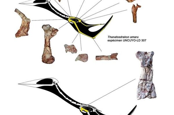La ubicación de los fósiles en el esqueleto del pterosaurio - Sputnik Mundo