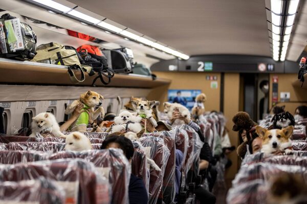 Japoneses junto a sus perros en el vagón de un tren especial para el transporte de mascotas que se dirige desde Tokio a la ciudad balneario de Karuizawa, Japón. - Sputnik Mundo