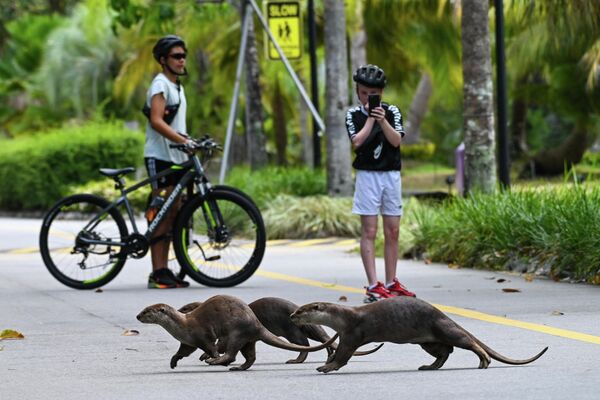 Una familia de nutrias cruza una carretera en el Parque Natural Gardens by the Bay, en Singapur. - Sputnik Mundo